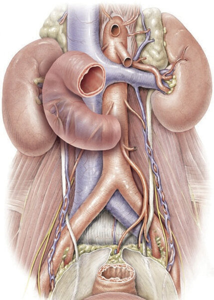 Rycina 3. Przestrzeń zaotrzewnowa z uwidocznionymi strukturami anatomicznymi otaczającymi lewy i prawy moczowód.
