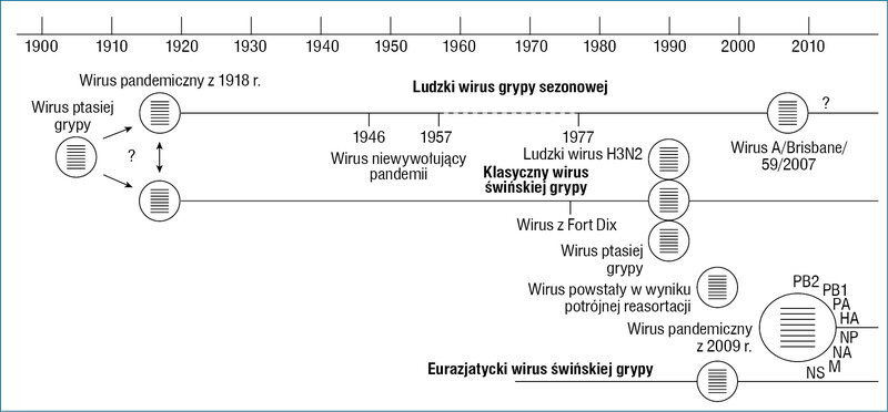 Rycina 1. Pochodzenie wirusa grypy A/H1N1/2009.4 Pandemiczny wirus grypy A/H1N1 z 2009 r. powstał w następstwie połączenia (reasortacji genowej) eurazjatyckiej linii H1N1 podobnej do wirusa ptasiej grypy, która pojawiła się u świń ok. 1970 r., z wirusem powstałym w wyniku potrójnej reasortacji, który pojawił się u świń pod koniec lat 90. XX w. Wirus powstały w wyniku potrójnej reasortacji zawiera geny PB2 i PA wirusa ptasiej grypy, geny PB1 i NA ludzkiego wirusa H3N2 oraz cztery geny klasycznego wirusa świńskiej grypy, które krążą od czasu pandemii grypy A/H1N1 w 1918 r.