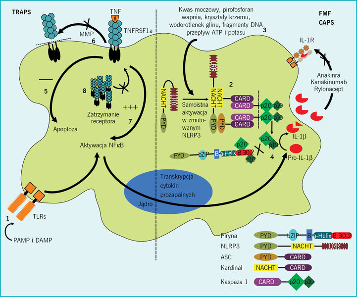 Rycina. Immunologia CAPS i TRAPS