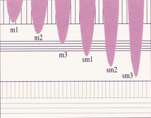 Small ryc 05 stopnie nacieka opt