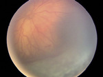 Small ryc 2 opt