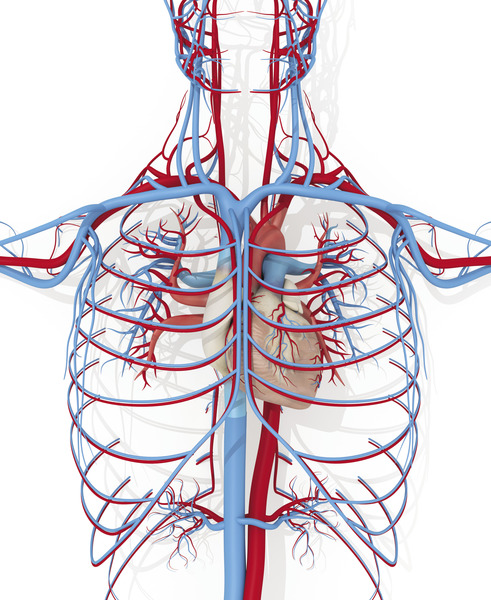 Medium rycina 1 autor anatom opt